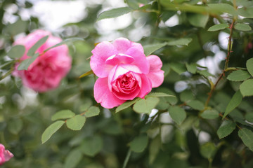 A beautiful pink rose in the garden