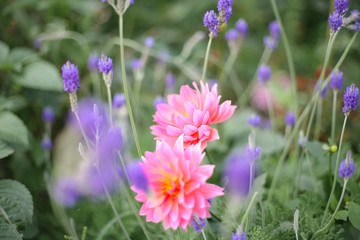 A beautiful pink Gerbera in the garden