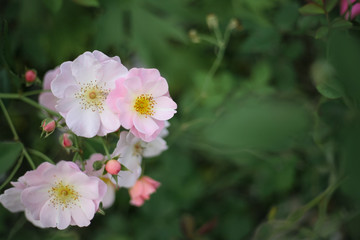 Obraz na płótnie Canvas A beautiful pink rose in the garden