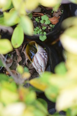 snail on leaf