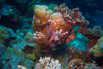 Fototapeta na wymiar Lion Fish of the red sea