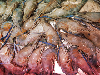 fresh raw shrimp on shelf with ice in market