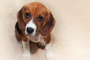 Beautiful young dog. Beagle puppy sitting waiting for food. Looking pleadingly. place for text.