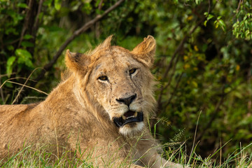 Fototapeta na wymiar A lioness relaxing near a bush in the plains of africa inside Masai Mara National Reserve during a wildlife safari