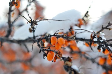 branch of tree with red berries in winter