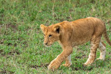 A lion cub relaxing in the bushes near to its mom inside Masai Mara National Reserve during a wildlife safari