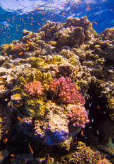 Obraz premium Beautifil coral reefs of the red sea underwater fotographie