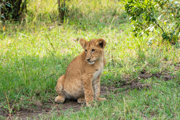 A lion cub relaxing in the bushes near to its mom inside Masai Mara National Reserve during a wildlife safari