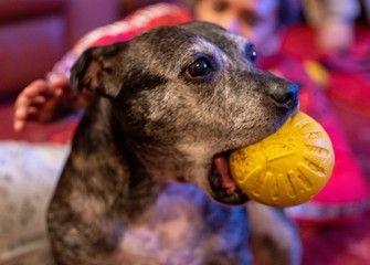 Staffordshire bull terrier at home 