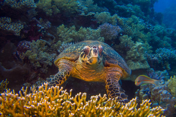 Egyptian Green Sea Turtle (Chelonia mydas) swims through the coral reef of the red sea, egypt deep south