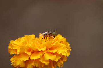 wasp harvesting pollen from blooming yellow marigold flowers.