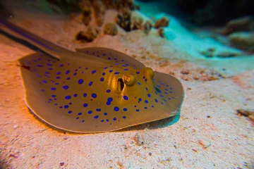 Meubelstickers bluespotted stingray, Neotrygon kuhlii, Dasyatis kuhlii, also known as bluespotted maskray or Kuhl's stingray, is a species of stingray of the Dasyatidae family © Tobias