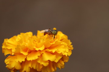 fly harvesting pollen from blooming yellow marigold flowers.