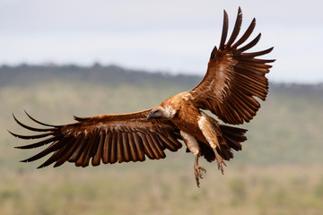 White backed vulture flying before landing in Zimanga Game Reserve in Kwa Zulu Natal in South Africa