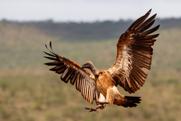 White backed vulture flying before landing in Zimanga Game Reserve in Kwa Zulu Natal in South Africa