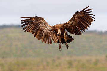 White backed vulture flying before landing in Zimanga Game Reserve in Kwa Zulu Natal in South Africa