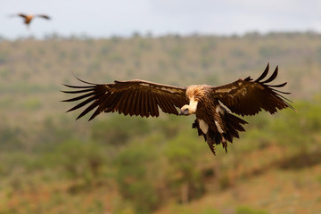 White backed vulture flying before landing in Zimanga Game Reserve in Kwa Zulu Natal in South Africa