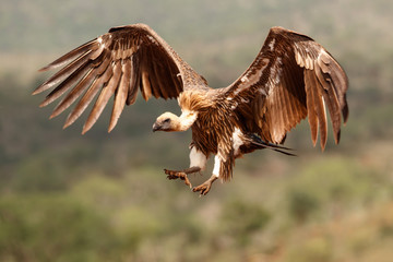 White backed vulture flying before landing in Zimanga Game Reserve in Kwa Zulu Natal in South Africa - obrazy, fototapety, plakaty