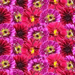 Beautiful floral background of zinnias and dahlias. Isolated