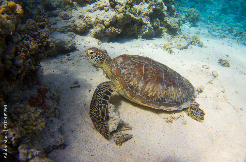 Wall mural egyptian green sea turtle (chelonia mydas) sitting in the sand of the red sea, egypt coraya bay