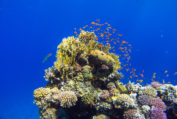 Naklejka na ściany i meble Beautifil coral reefs of the red sea underwater fotographie coraya bay, egypt red sea