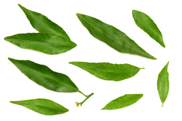 citrus leaves isolated on white background. top view