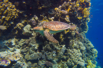 Fototapeta na wymiar Egyptian Green Sea Turtle (Chelonia mydas) swims through the coral reef of the red sea, egypt coraya bay