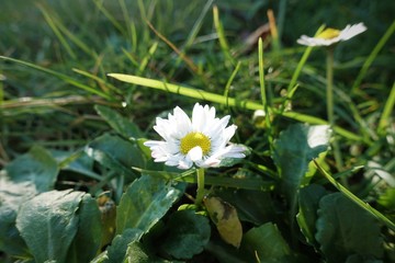 close-up of a small daisy wrapped in the warm light of dawn