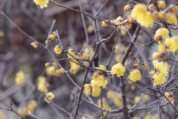 ソシンロウバイの花