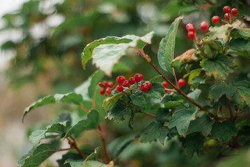Closeup of bunches of red berries of a Guelder rose or Viburnum.