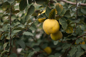 Big ripe organic quince on the tree. Natural agriculture.