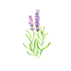 Naklejka premium Lavender Flower Watercolor Drawing Illustration