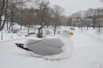 Cute Seagull resting at the wall of Bastejkalna parks.
