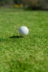 golf ball in green grass of golf field