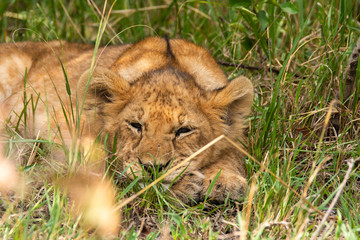 Plakat A lion cub relaxing in the bushes near to its mom inside Masai Mara National Reserve during a wildlife safari