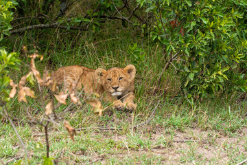 A lion cub relaxing in the bushes near to its mom inside Masai Mara National Reserve during a wildlife safari