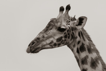 Naklejka premium A closeup of the face of a giraffe as it is grazing in the plains of africa inside Masai Mara National Reserve during a wildlife safari