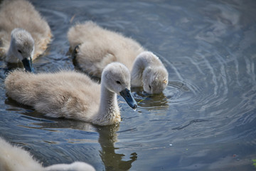 Young white swan chicks and adult swans on a lake in spring in Europe