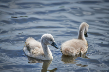 Young white swan chicks and adult swans on a lake in spring in Europe