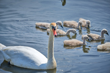 Young white swan chicks and adult swans on a lake in spring in Europe