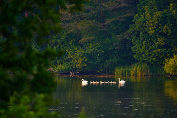A family of white swans with chicks swims in formation as in a parade