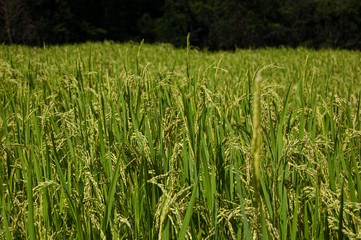 Close up of rice field