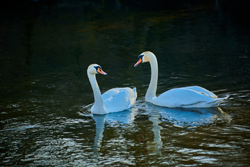 A pair of beautiful white swans on a lake in Europe in spring