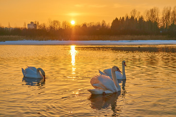 Swans at sunset in the middle of a lake in winter in Europe