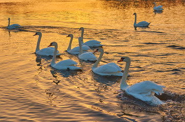 Swans at sunset in the middle of a lake in winter in Europe