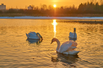 Swans at sunset in the middle of a lake in winter in Europe