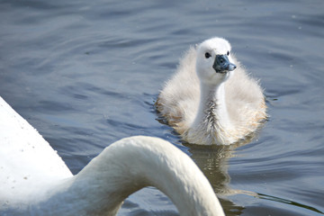 Young white swan chicks and adult swans on a lake in spring in Europe