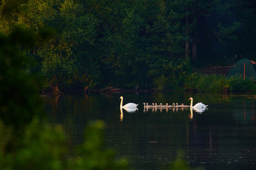 A family of white swans with chicks swims in formation as in a parade