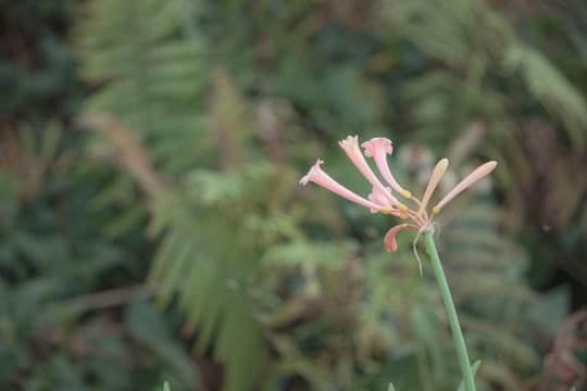 細長い葉 の画像 547 件の Stock 写真 ベクターおよびビデオ Adobe Stock