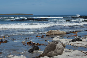 Breeding group of Southern Elephant Seal (Mirounga leonina) with recently born pups lying on a beach on Sea Lion Island in the Falkland Islands.